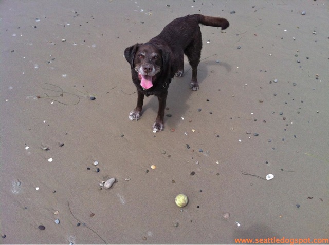 Dylan gives Arroyo Burro off-leash beach two paws up. Photo from Seattle DogSpot.