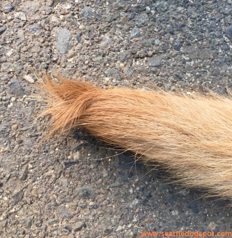 Here's the tiny cowlick at the end of Haley's tail. Photo from Seattle DogSpot