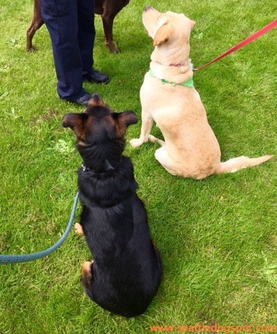 Miguel and Haley got along just fine. Photo from Seattle DogSpot.