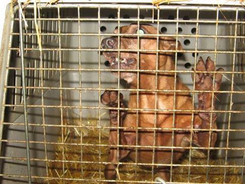 Max at the Olympic Animal "Sanctuary." Heartbreaking. Photo from OAS-Life inside the Sanctuary.