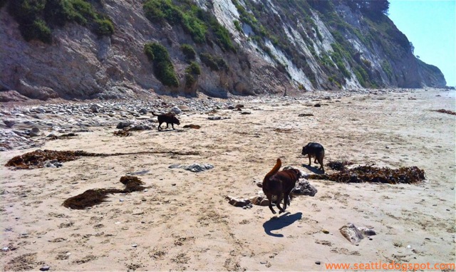 Dylan and Miguel play by the cliff on Arroyo Burro off-leash beach. Photo from Seattle DogSpot.