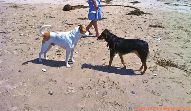 Miguel in a standoff. Photo from Seattle DogSpot.