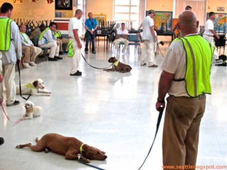 Trainers put their dogs in a down stay....Photo from Seattle DogSpot.