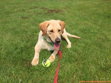 We visited Haley earlier this week at the Stafford Creek Correctional Center in Aberdeen. Photo from Seattle DogSpot.