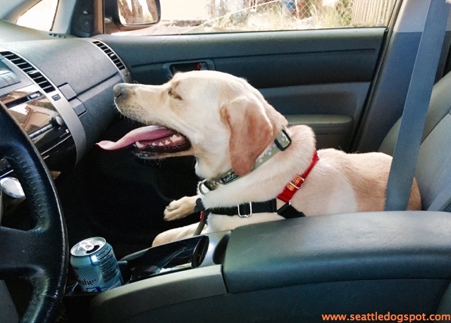 Haley wasted no time claiming the front seat. Photo from Seattle DogSpot.com.