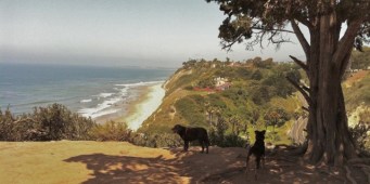 Dog Friendly Santa Barbara