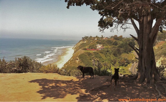 Dylan and Miguel take in the spectacular view from the off-leash area at the Douglas Family Preserve. Photo from Seattle DogSpot.