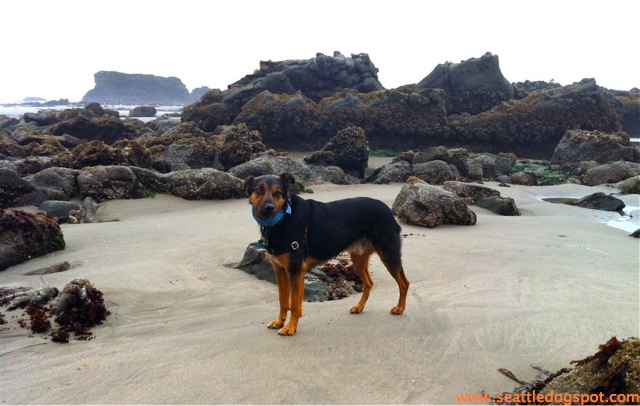 The beach Redwoods State and National Park had more rocks than the ones in Oregon. Photo from Seattle DogSpot.