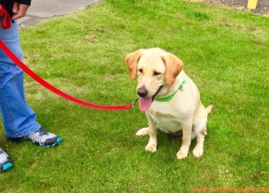 This is how Haley looked during our first visit. Totally fixated on the tennis ball. Completely oblivious to us. Photo from Seattle DogSpot.