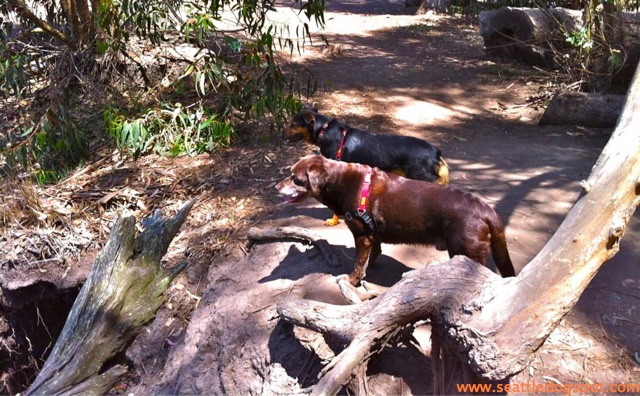 Dylan strikes a pose. Photo from Seattle DogSpot.