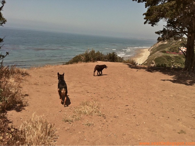 Another fantastic view from the Douglas Family Preserve. Photo from Seattle DogSpot.