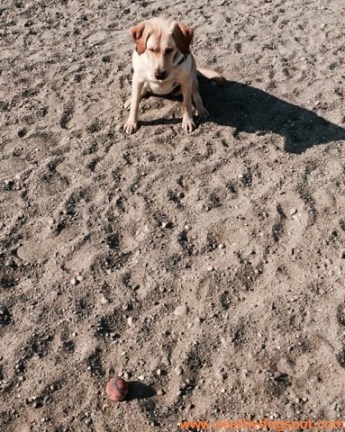 To say Haley is ball-focused would be an understatement. Photo from Seattle DogSpot.