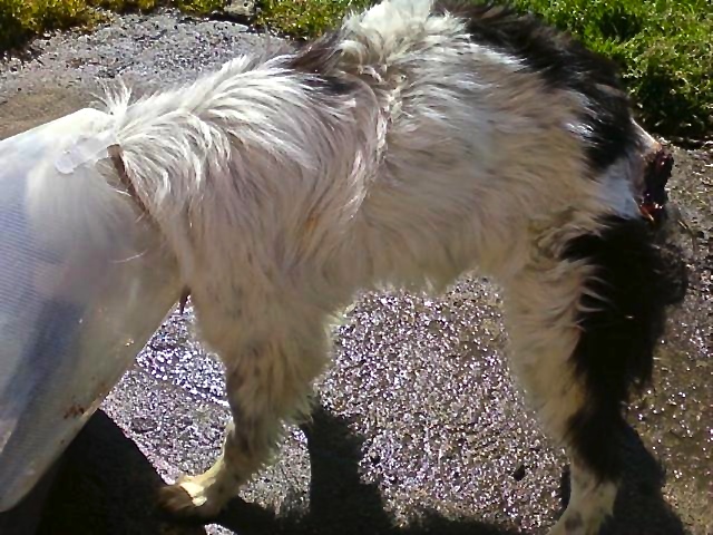 Phoenix's tail was torn off during a dog fight at the Olympic Animal "Sanctuary." He was never taken to a veterinarian. Photo from OAS-Life inside the Sanctuary.