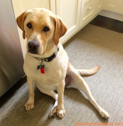 Here is Haley's lopsided sit. Its cuteness level is off the charts. Photo from Seattle DogSpot.