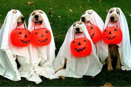 Dogs dressed as ghosts