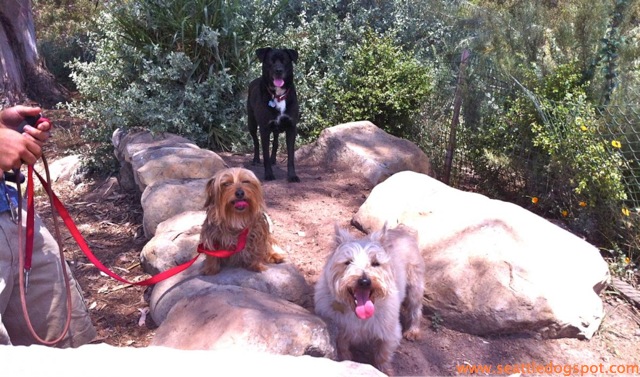 Some of the dogs we met at the off-leash area at the Douglas Family Preserve. Photo from Seattle DogSpot.