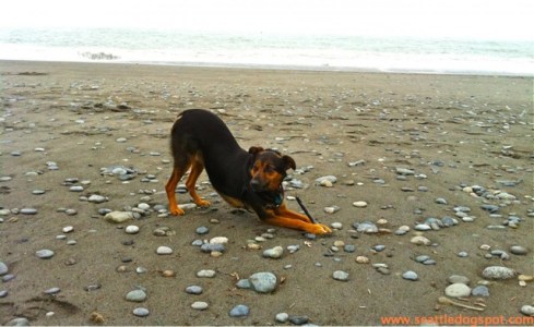 Miguel found a good chewing stick at Seven Devils State Recreation Site. Photo from Seattle DogSpot.