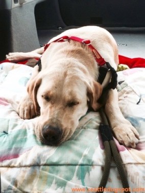 Haley was exhausted after the Freedom Tails graduation ceremony and slept all the way from Aberdeen to Seattle. Photo from Seattle DogSpot.