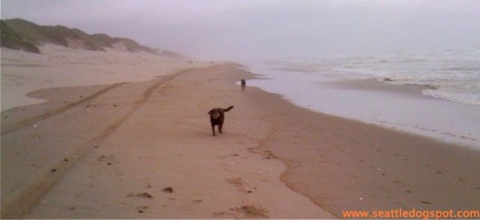 Seven Devils State Recreation Site is another great offleash beach on the Oregon Coast. Photo from Seattle DogSpot.