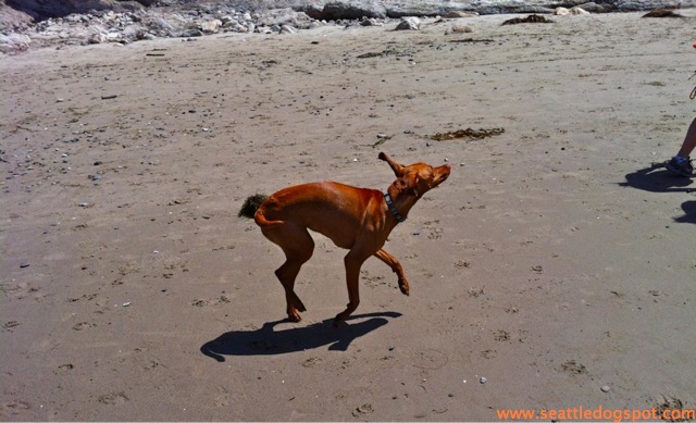 Prancing dog at Arroyo Burro off-leash beach. Photo from Seattle DogSpot.