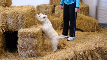 Change Monologue with Your Dog to a Dialogue