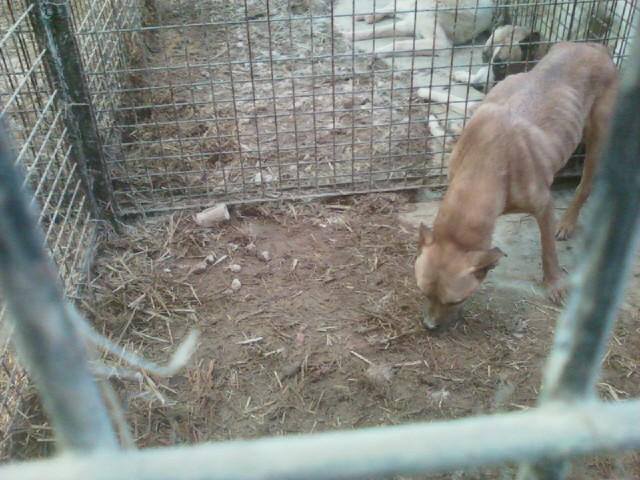 Cookie inside her kennel at the Olympic Animal "Sanctuary." She was inside  the kennel 24/7 and as you can see she wasn't fed often either. Photo from Forks Police Dept.