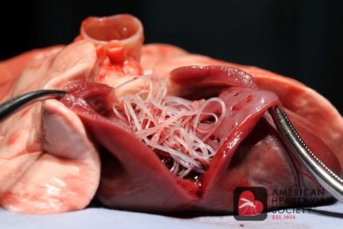 Heartworm in Washington