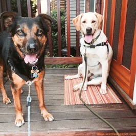 Haley and Miguel aren't best friends yet but they are getting along well. Photo from Seattle DogSpot.