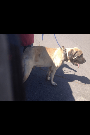 Rising Phoenix Mastiff Rescue